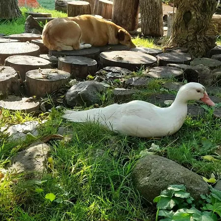 Penzion Bari Tanya 3*