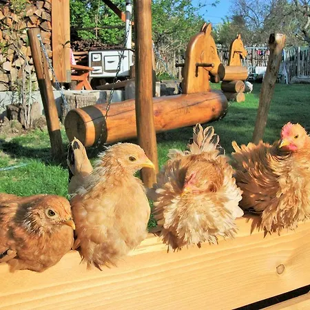 Penzion Bari Tanya 3*