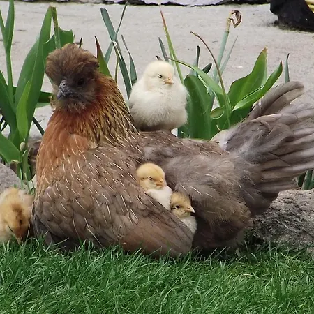 Bari Tanya 3* Kisnána